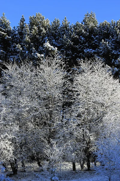 Trees covered with hoarfrost and snow in mountains — Stock Photo, Image