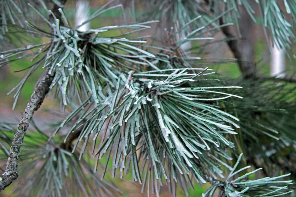 Green pins on the branch of a Christmas tree — Stock Photo, Image