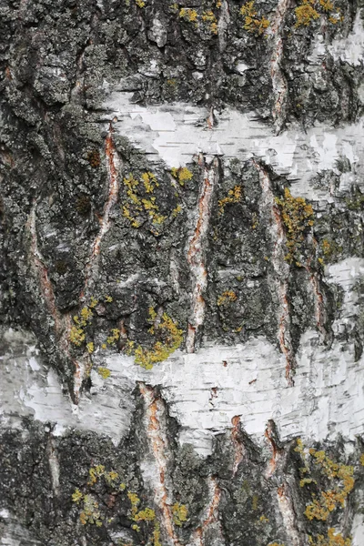 Tree Bark Over. Crust Of The Birch — Stock Photo, Image