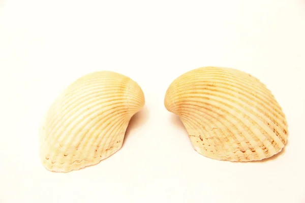 Pareja de conchas marinas aisladas en el fondo blanco — Foto de Stock