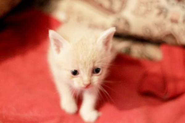 Witte kleine kitten vergadering en op zoek opzij — Stockfoto