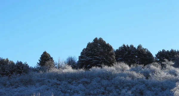 Träd täckta med hesparfrost och snö i bergen — Stockfoto