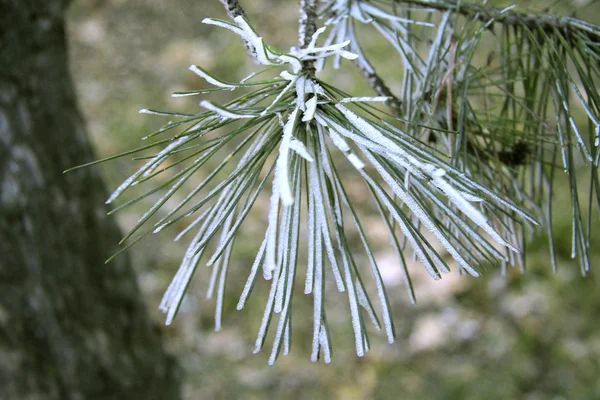 Green pins on the branch of a Christmas tree — Stock Photo, Image