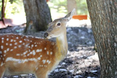 Ak kuyruklu geyik odocoileus açık kahverengi virginianus standları