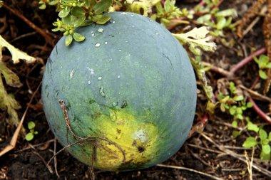 karpuz hasat için bekleyen yeşil sahada