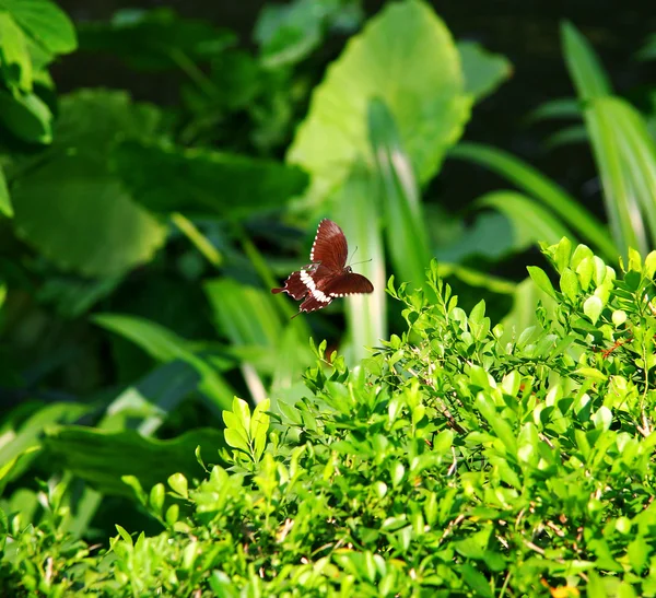蝶を飛んで夏庭の植物 — ストック写真
