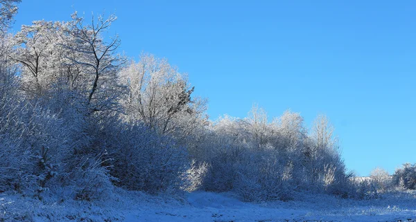 Bäume mit Raureif und Schnee in den Bergen bedeckt — Stockfoto