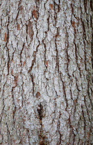 Stromová kůra nad. Kůra ze stromu doménové struktury — Stock fotografie