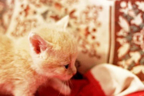 Petit chaton blanc assis et regardant de côté — Photo