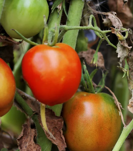 Bush de tomate verde en el jardín —  Fotos de Stock