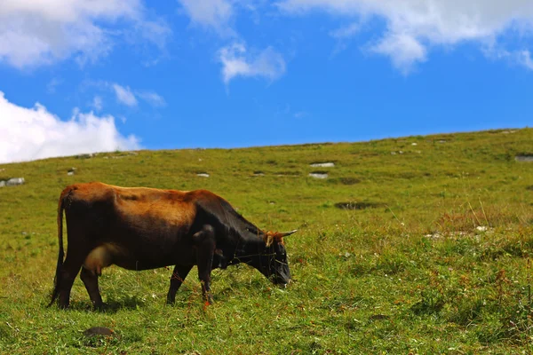 Einsame Kuh auf der kaukasischen Bergwiese — Stockfoto