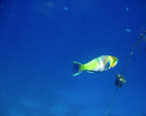 Peixes tropicais exóticos debaixo de água. O pseododax moluccanus — Fotografia de Stock