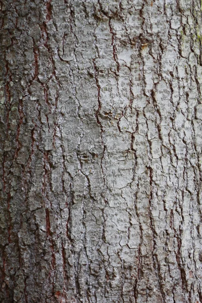 Tree Bark Over. Crust Of The forest tree — Stock Photo, Image