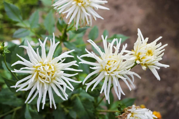 Dalia bianca che fiorisce nel giardino sotto gocce d'acqua — Foto Stock