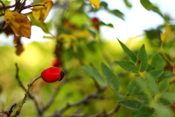 Köpek ağaç büyüyen bir sonbahar kırmızı gül — Stok fotoğraf