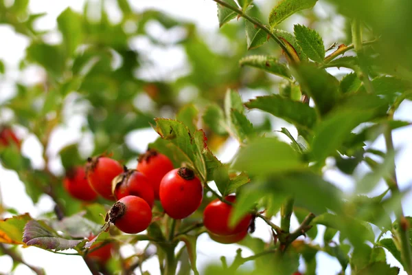 Ein herbstlicher roter Hunderosenbaum wächst — Stockfoto