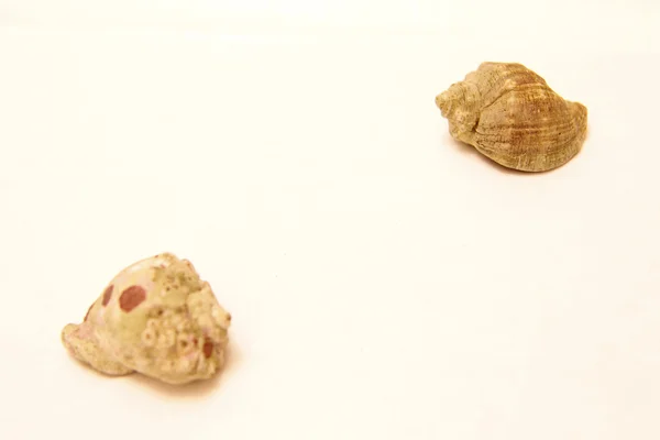 Pareja de conchas marinas aisladas en el fondo blanco —  Fotos de Stock