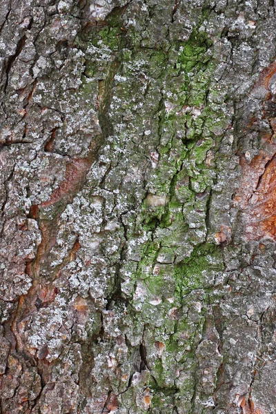 Stromová kůra nad. Kůra ze stromu doménové struktury — Stock fotografie
