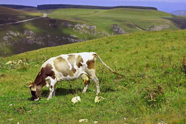 Einsame Kuh auf der kaukasischen Bergwiese — Stockfoto