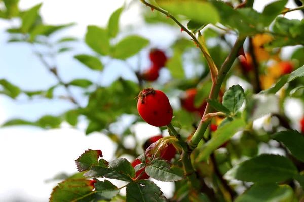 Ein herbstlicher roter Hunderosenbaum wächst — Stockfoto