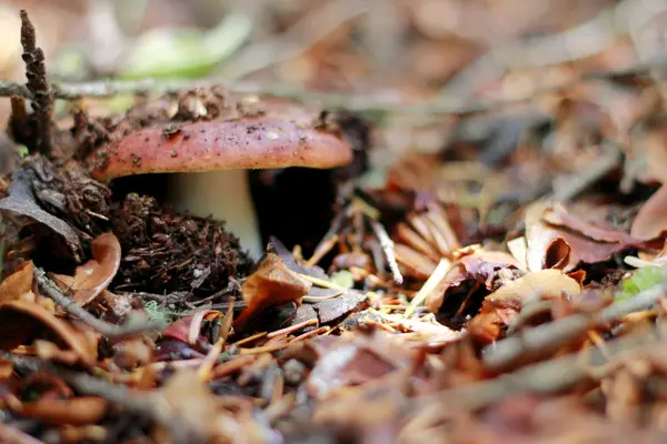 褐蘑菇种植在秋天的树林 — 图库照片