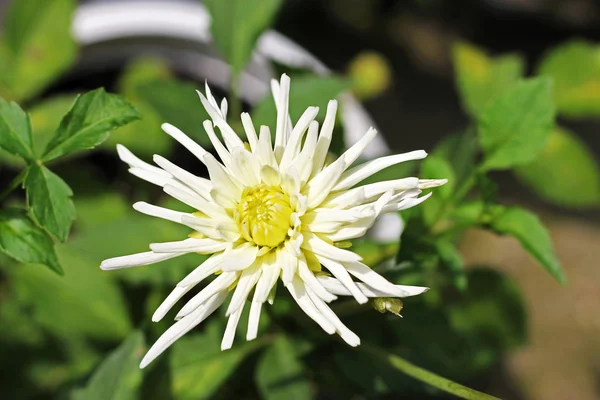 Dalia bianca che fiorisce nel giardino sotto gocce d'acqua — Foto Stock