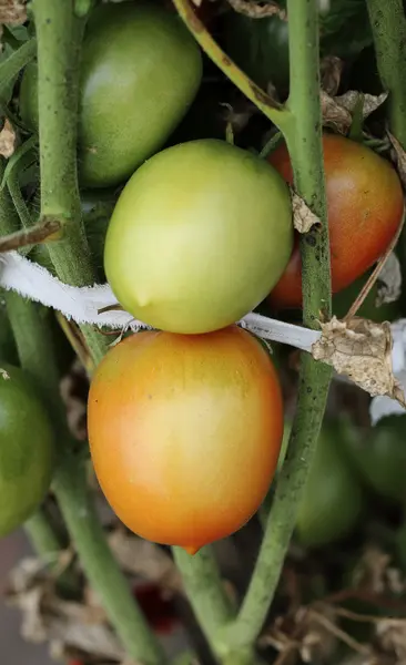 Μπους Πράσινη ντομάτα στον κήπο — Φωτογραφία Αρχείου
