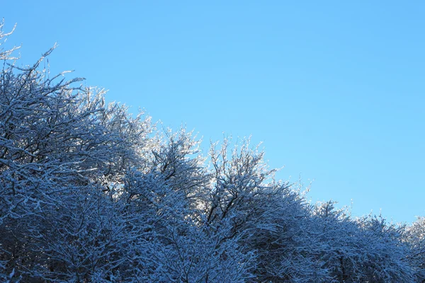 Bäume mit Raureif und Schnee in den Bergen bedeckt — Stockfoto