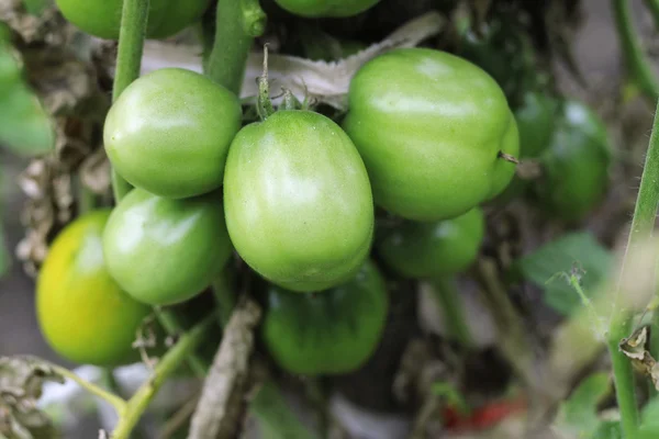 Grüner Tomatenstrauch im Garten — Stockfoto