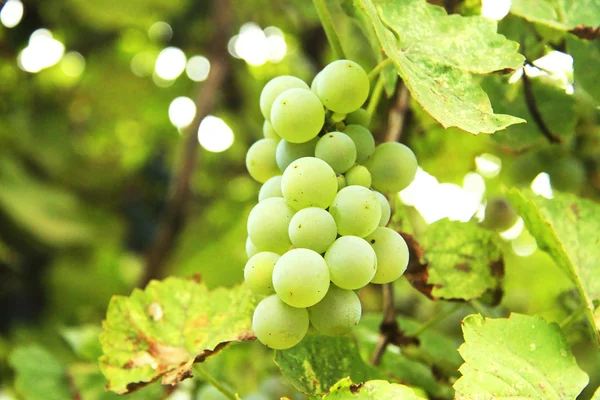 Um bando de uvas brancas na vinha — Fotografia de Stock