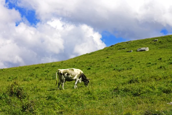 Eenzame koe op de Kaukasus berg grasland — Stockfoto