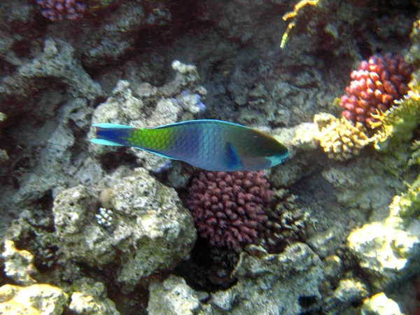 水下热带充满异国情调的鱼。pseododax moluccanus — 图库照片