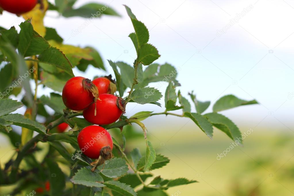 An Autumn red dog rose tree growing