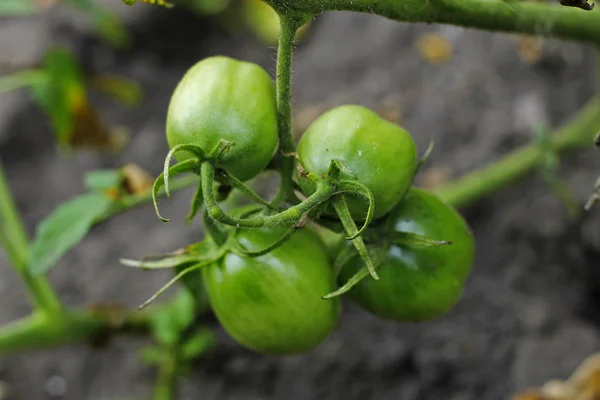 Bush de tomate verde no jardim — Fotografia de Stock