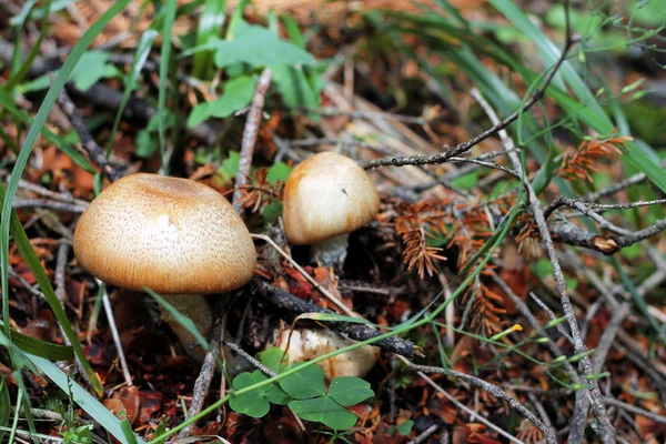 Fungo bruno che cresce nella foresta autunnale — Foto Stock