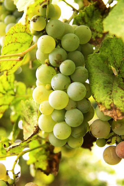 Csomó fehér szőlő a kertben — Stock Fotó