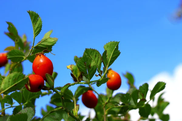 Ein herbstlicher roter Hunderosenbaum wächst — Stockfoto