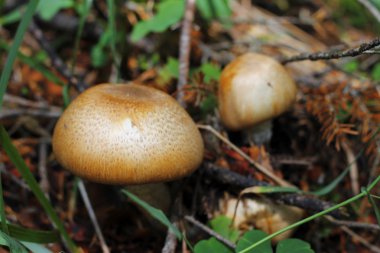 Kahverengi mantar sonbahar ormanda büyüyen