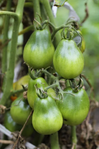 Bush de tomate verde no jardim — Fotografia de Stock