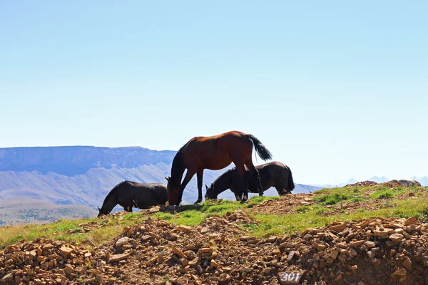 Sonbahar Kafkasya çayır ata — Stok fotoğraf
