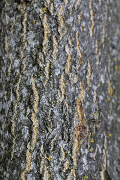 Tree Bark Over. Crust Of The forest tree — Stock Photo, Image