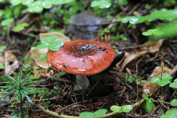 Коричневые грибы растут в осеннем лесу — стоковое фото