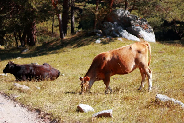 Коровы и быки, лежащие на летнем лугу — стоковое фото