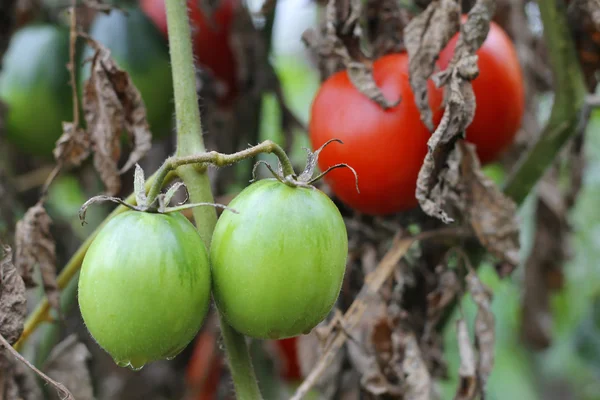 Grüner Tomatenstrauch im Garten — Stockfoto