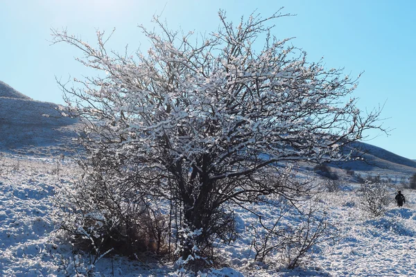 Trees covered with hoarfrost and snow in mountains — Stock Photo, Image