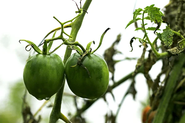 Bush bahçede yeşil domates — Stok fotoğraf