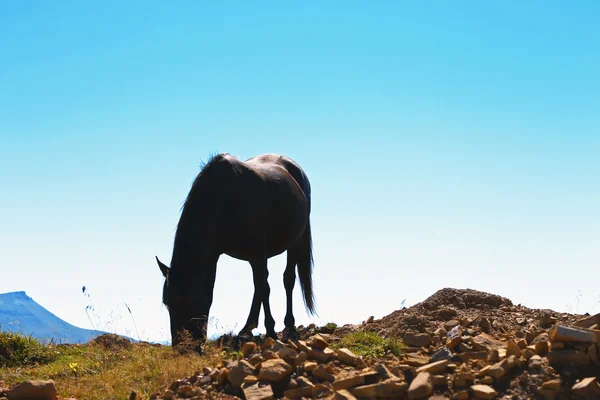 Chevaux sur la prairie du Caucase d'automne — Photo