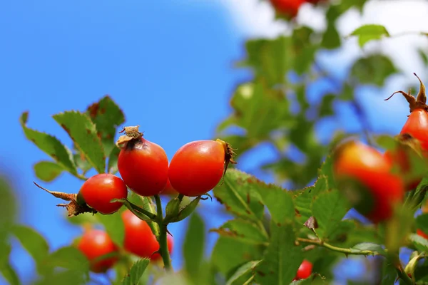 Ein herbstlicher roter Hunderosenbaum wächst — Stockfoto