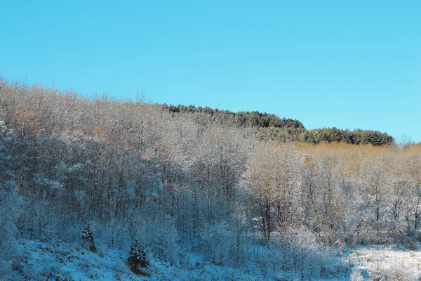 山上覆盖着白霜和雪的树木 — 图库照片