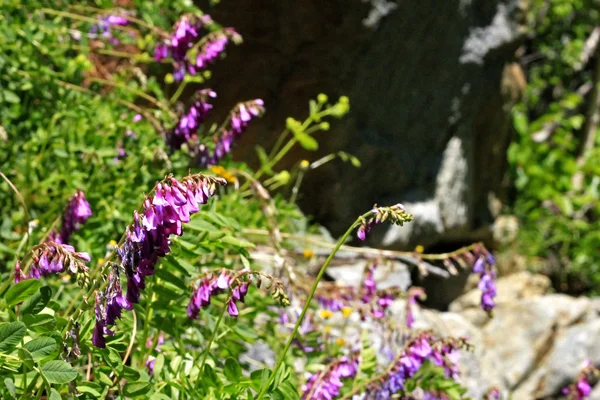 夏の山の牧草地に青い野原の花 — ストック写真